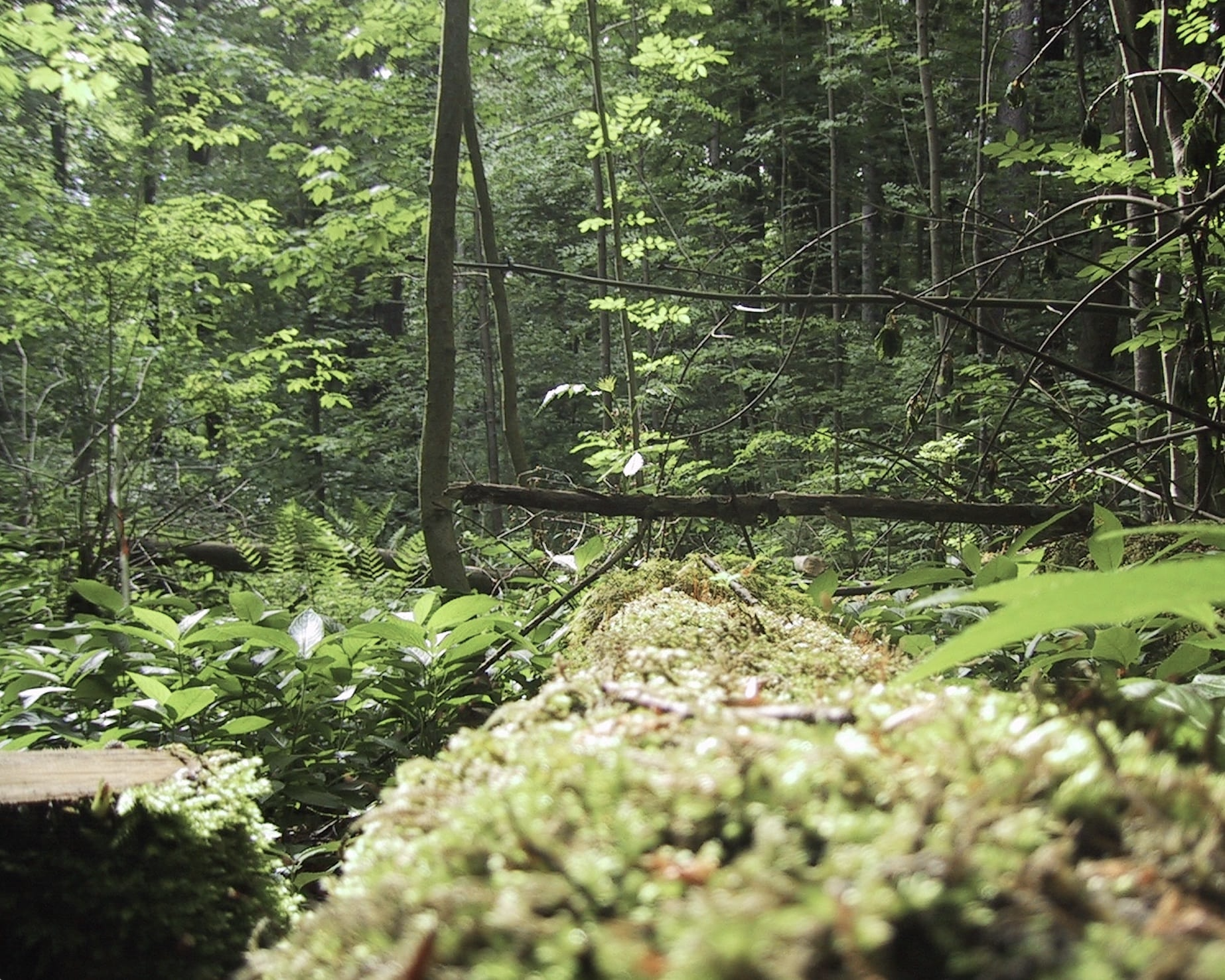 Wald, Moos